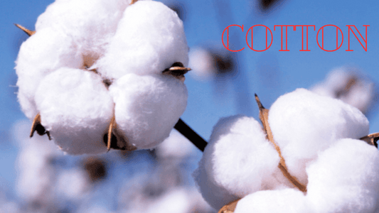 Cotton field cotton fibre